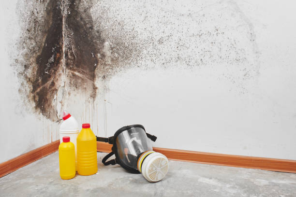 Trusted Carterville, MO Mold Remediation Experts