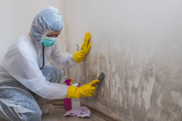 Best Industrial Mold Remediation in Carterville, MO