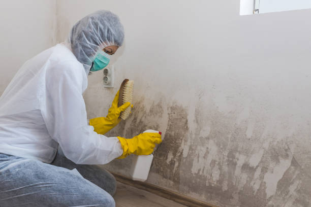 Best Black Mold Remediation in Carterville, MO