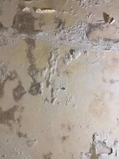 Best Preventive Mold Services in Carterville, MO