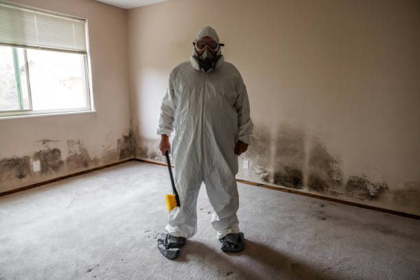Best HVAC Mold Remediation in Carterville, MO