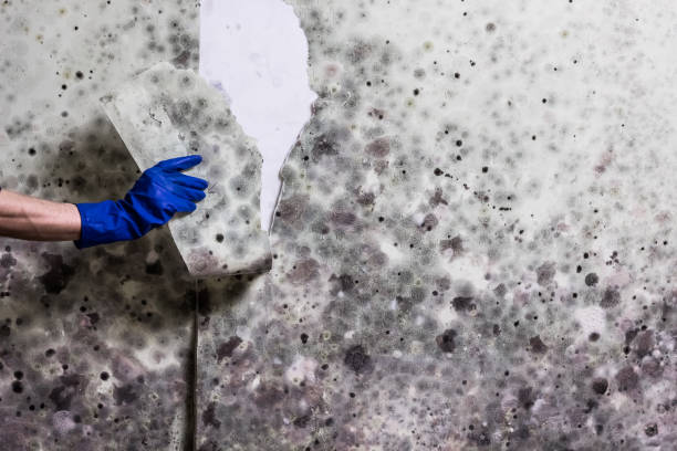 Best Commercial Mold Remediation in Carterville, MO