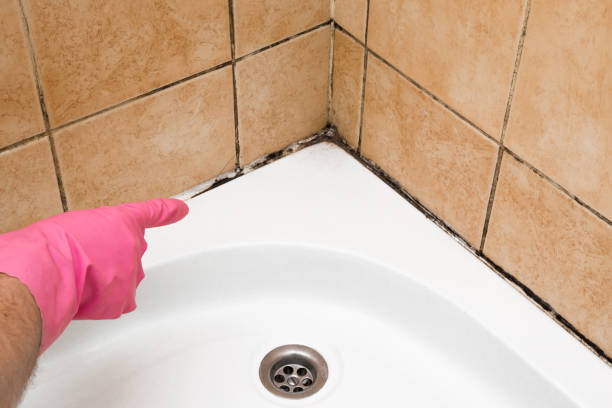 Best White Mold Remediation in Carterville, MO